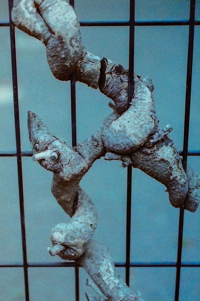 フミコトキオ | fumikotokio