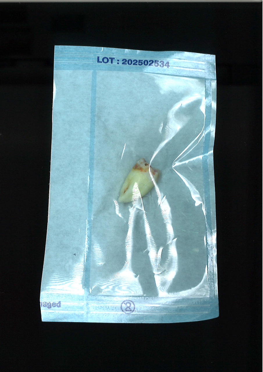 藤井さくら | Sakura Fujii 