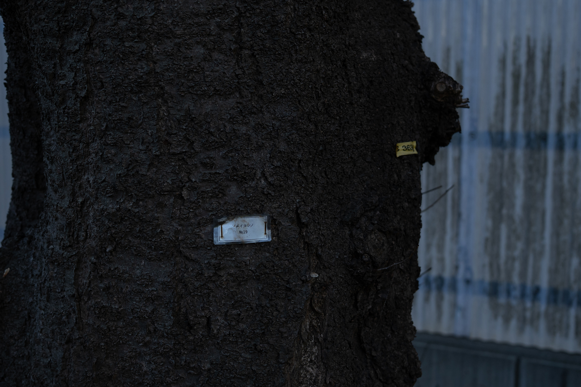 倉島 水生 | Miu Kurashima