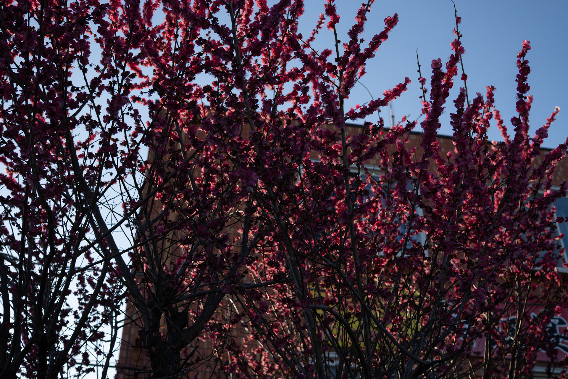 倉島 水生 | Miu Kurashima